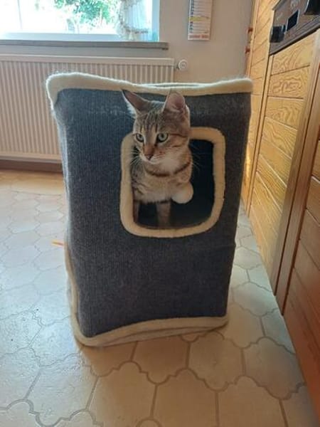 Liebevolle Suzi sucht ihr Kuschelkörbchen