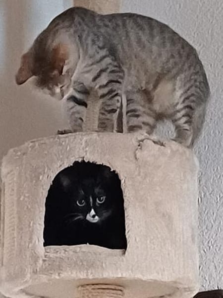 Liebevolle Suzi sucht ihr Kuschelkörbchen