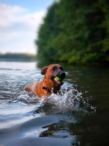 TOBI - gutmütiges sanftes Wesen