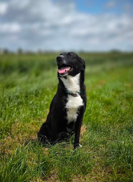 BUCKY - treu, loyal mit enger Bindung