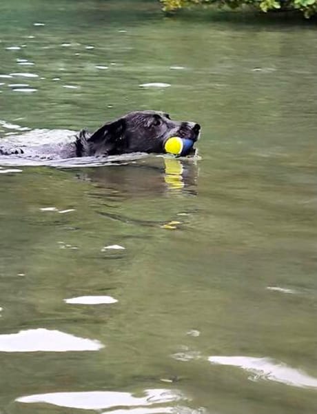 BUCKY - treu, loyal mit enger Bindung