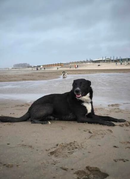 BUCKY - treu, loyal mit enger Bindung
