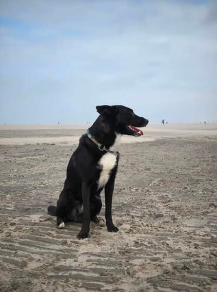 BUCKY - treu, loyal mit enger Bindung