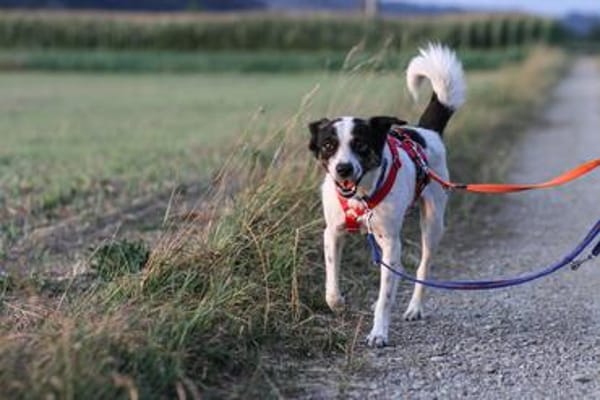 Dill sucht ein liebevolles Zuhause