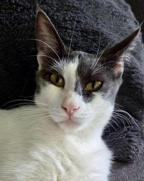 Dorian, fröhlicher Schmusekater, ca. 1 Jahr