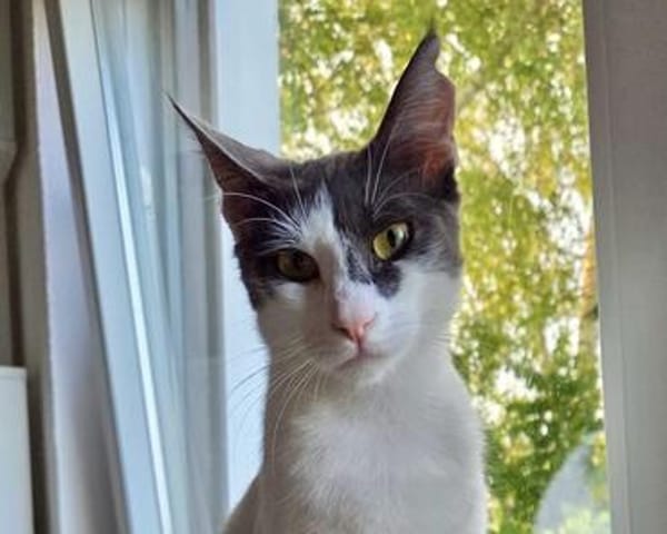 Dorian, fröhlicher Schmusekater, ca. 1 Jahr