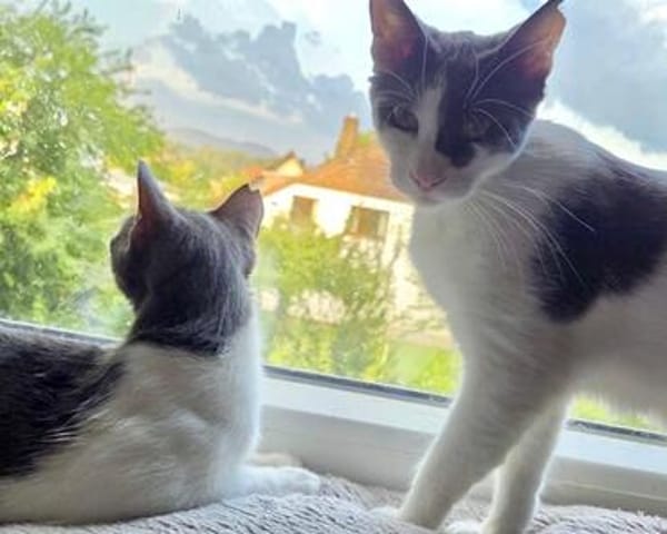 Dorian, fröhlicher Schmusekater, ca. 1 Jahr