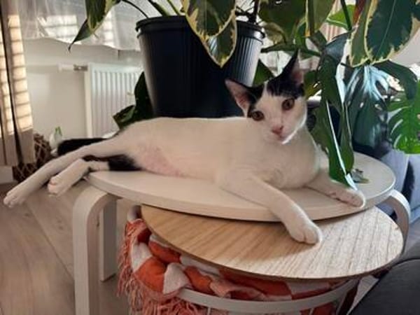 Florian, verschmuster Familienfreund, *in 55271 Stadecken
