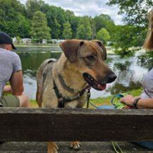 Amicitia - Das fröhliche Hundemädchen 🐾