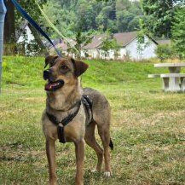 Amicitia - Das fröhliche Hundemädchen 🐾