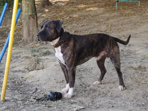 ROCCO