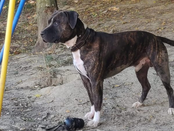 ROCCO