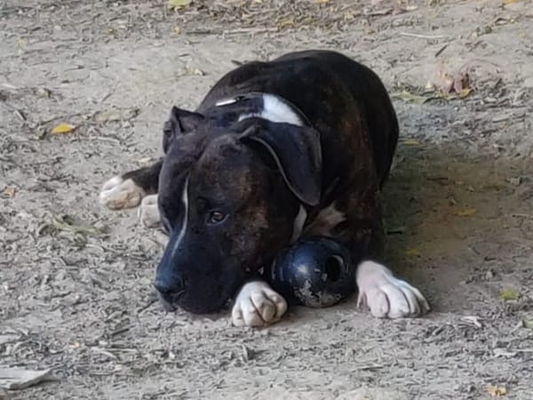 ROCCO