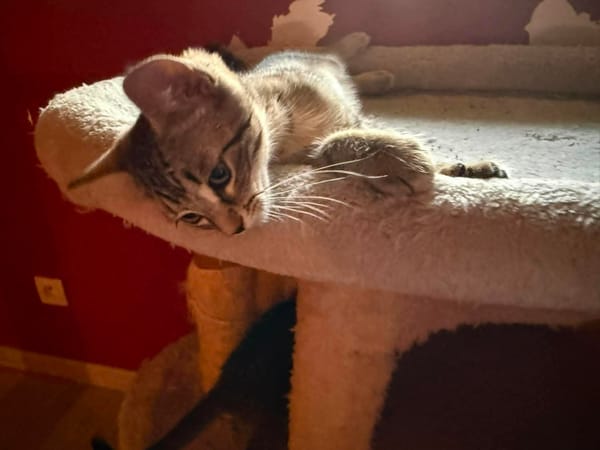BICHETTE