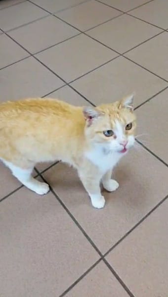 Baïka