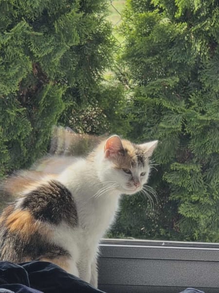 Pyza