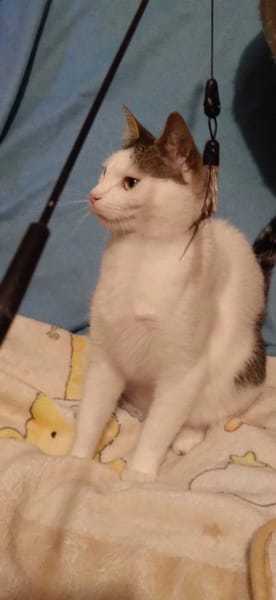 Kokosz