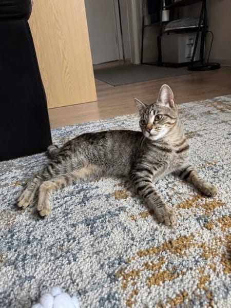 Marcel