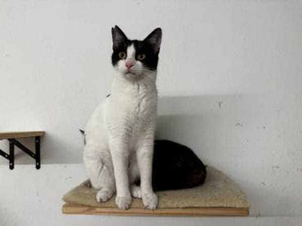Lotta, neugieriges Katzenkind, ca. 1 J.