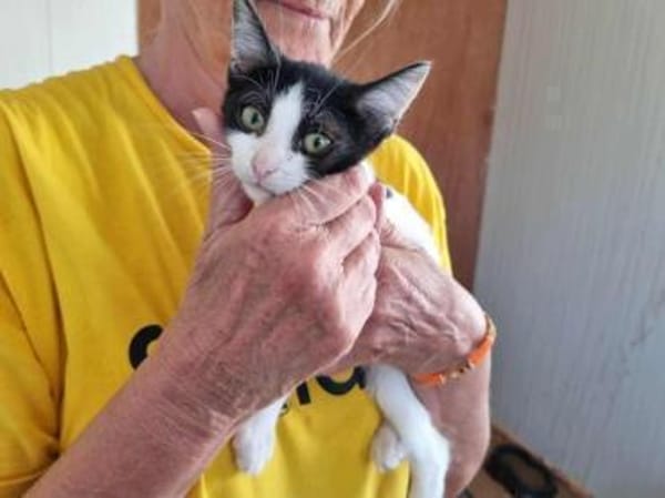 Lotta, neugieriges Katzenkind, ca. 1 J.