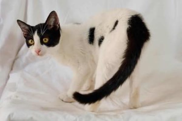 Lotta, neugieriges Katzenkind, ca. 1 J.
