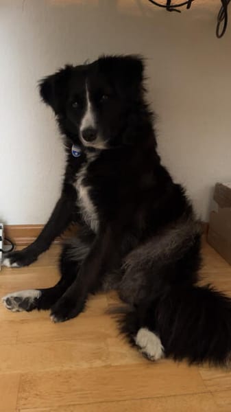Linda, zauberhafte Hündin, ca. 5 Jahre