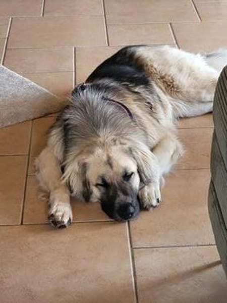 Für-immer-Zuhausegesucht für LINDA -PLZ 90596