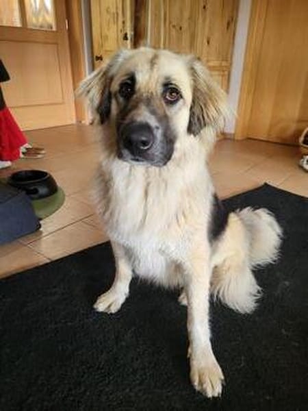 Für-immer-Zuhausegesucht für LINDA -PLZ 90596