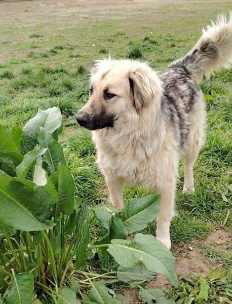 Für-immer-Zuhausegesucht für LINDA -PLZ 90596