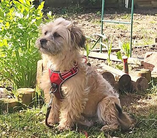 RUBY sucht ein neues Zuhause für immer