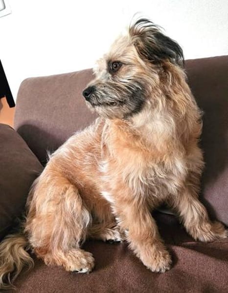 RUBY sucht ein neues Zuhause für immer