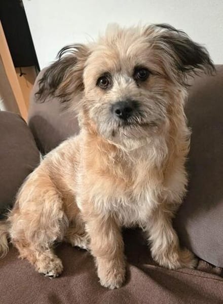 RUBY sucht ein neues Zuhause für immer