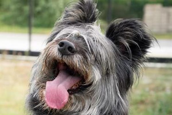 Hübsche Terriermischlingshündin Flori sucht ein Zuhause