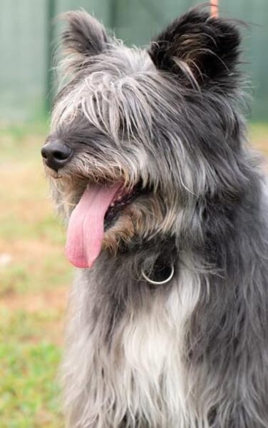 Hübsche Terriermischlingshündin Flori sucht ein Zuhause