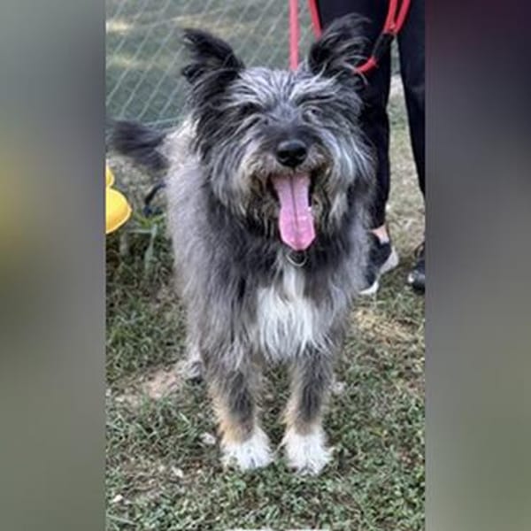 Hübsche Terriermischlingshündin Flori sucht ein Zuhause