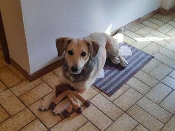 MABLE-hübsche, liebevolle Hündin