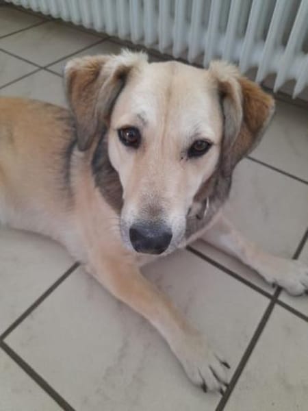 MABLE-hübsche, liebevolle Hündin
