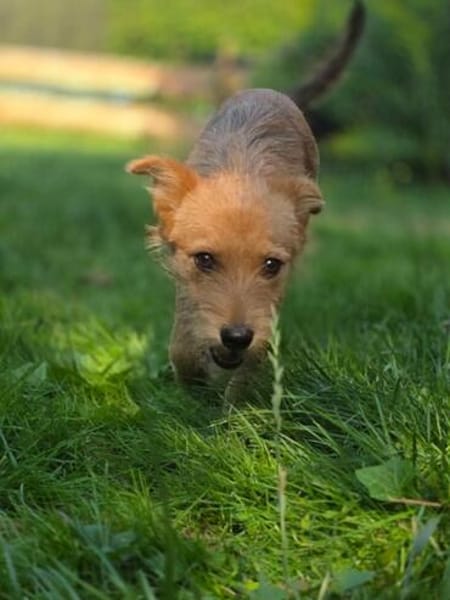 Tilda sucht Kuschelkörbchen