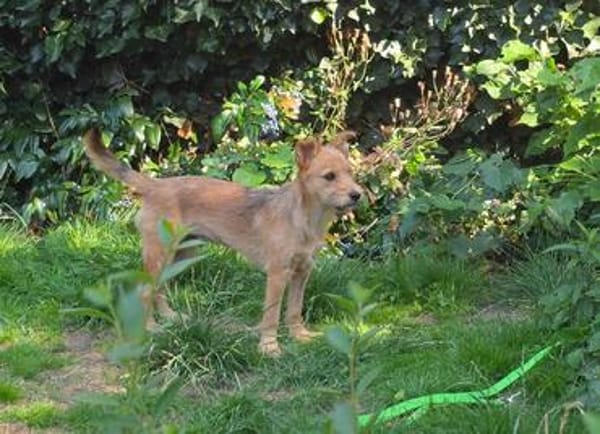 Tilda sucht Kuschelkörbchen