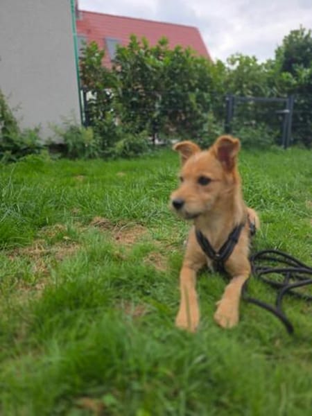Tilda sucht Kuschelkörbchen