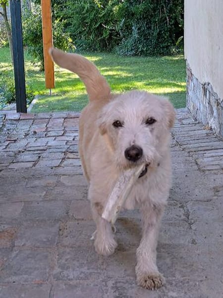 Angel ist bereit für sein Happy End  vielleicht bei dir?