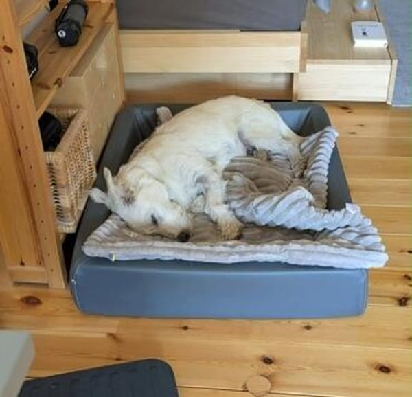 Angel ist bereit für sein Happy End  vielleicht bei dir?