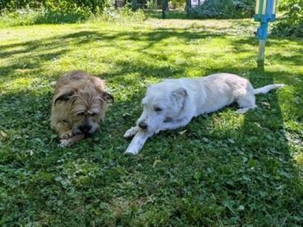 Angel ist bereit für sein Happy End  vielleicht bei dir?