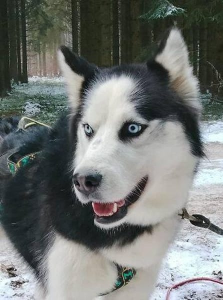 FELIX 2 ist freundlich und liebevoll