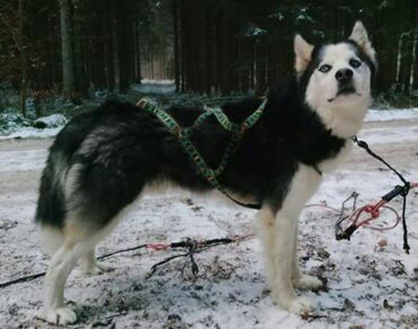 FELIX 2 ist freundlich und liebevoll