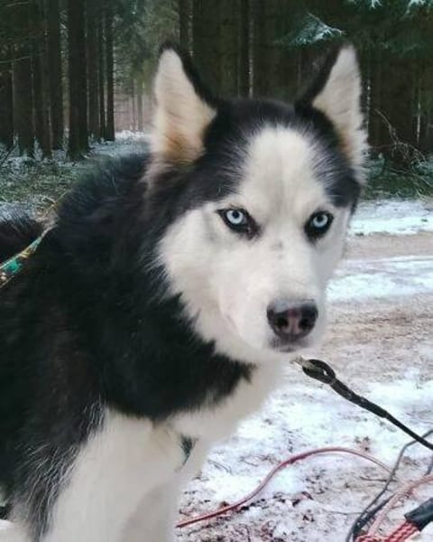 FELIX 2 ist freundlich und liebevoll