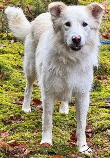 Knut sucht seinen Deckel/ in 82284
