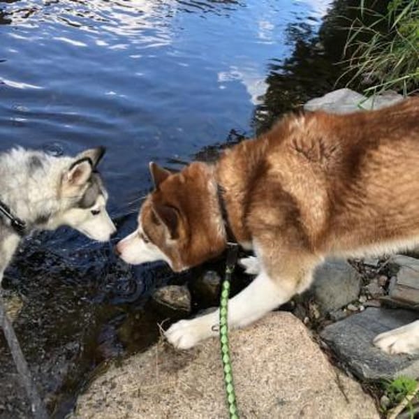 Husky Yar