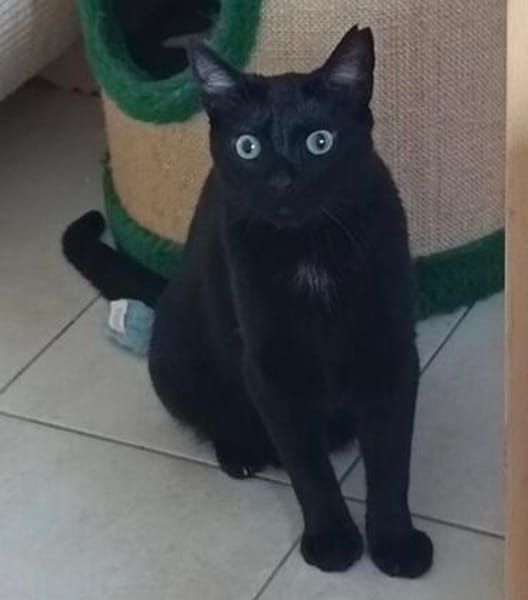 Billy der kleine Charmeur