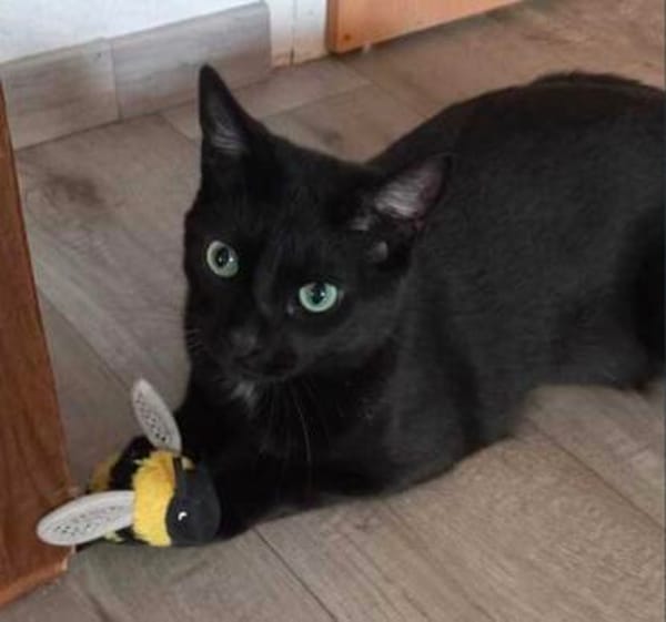 Billy der kleine Charmeur